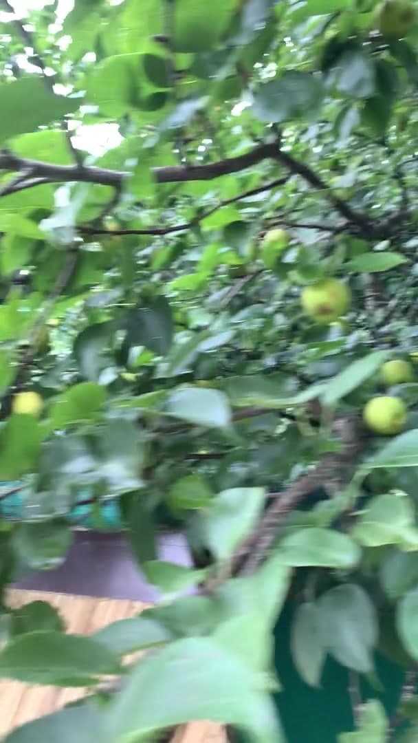 Pear trees growing around the Bhimtal property