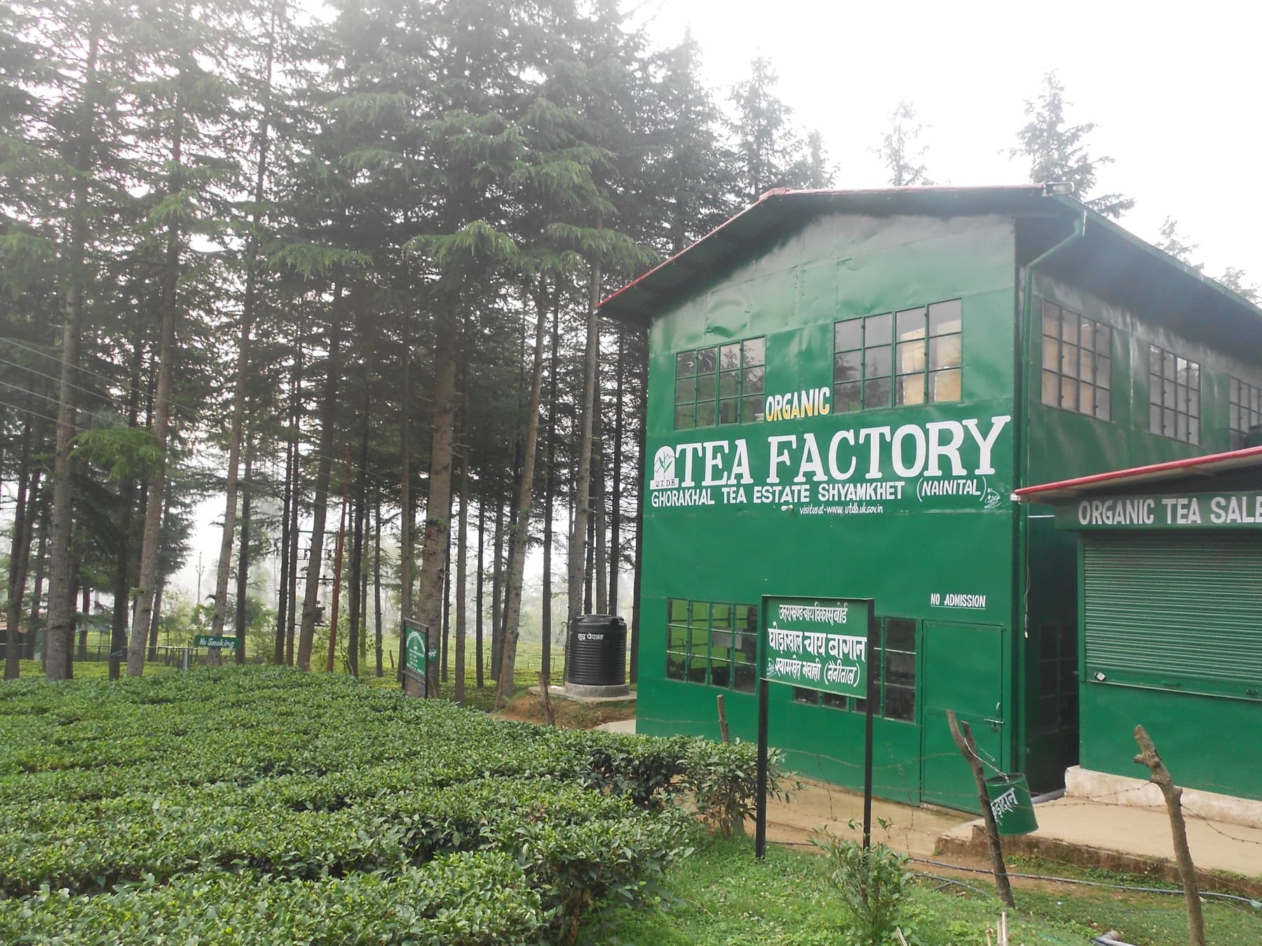 The green Tea Factory building among tea bushes and tall trees at Ghorakhal Tea Estate