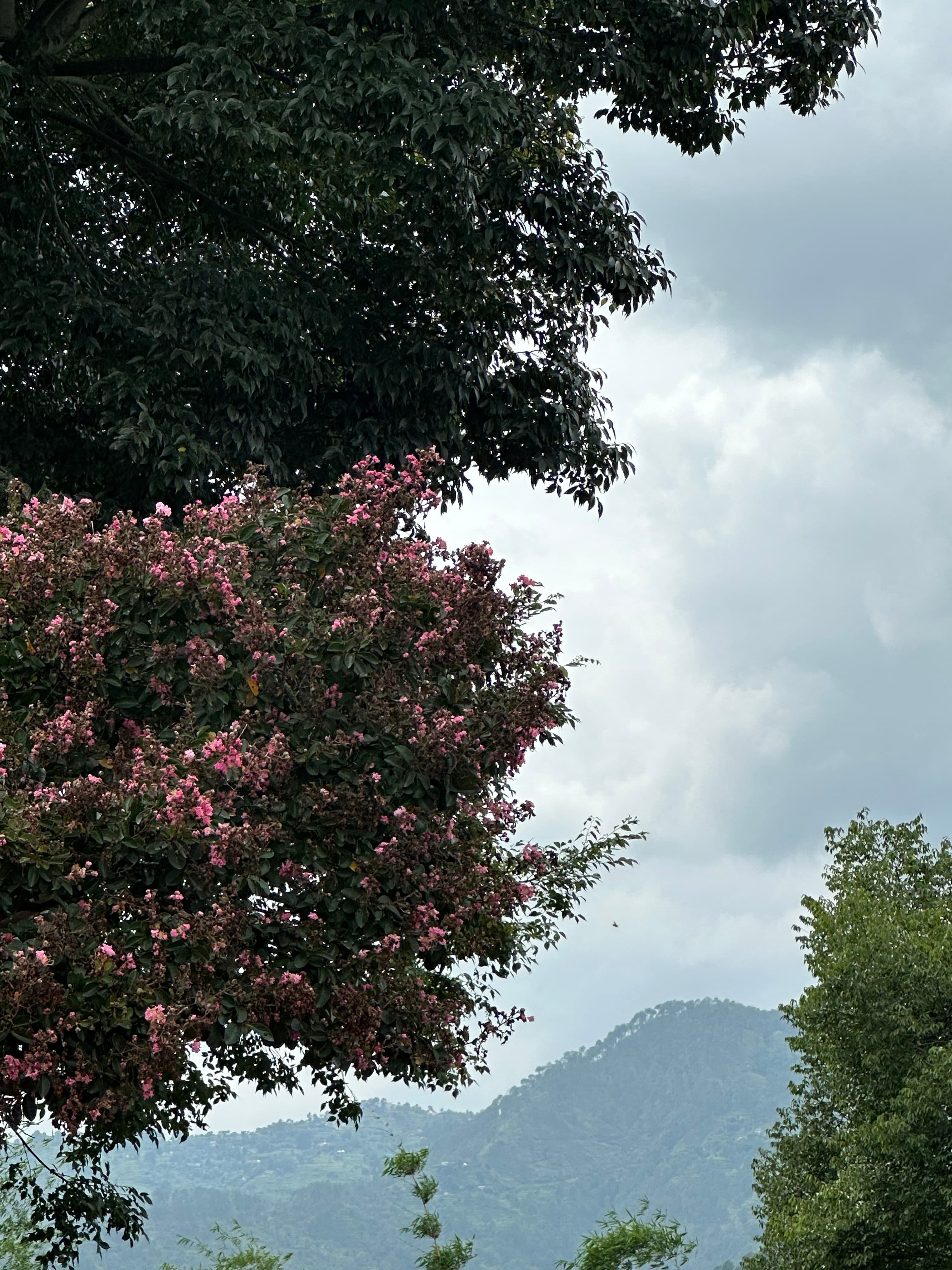 Pink flowers framing a distant green mountain under grey clouds