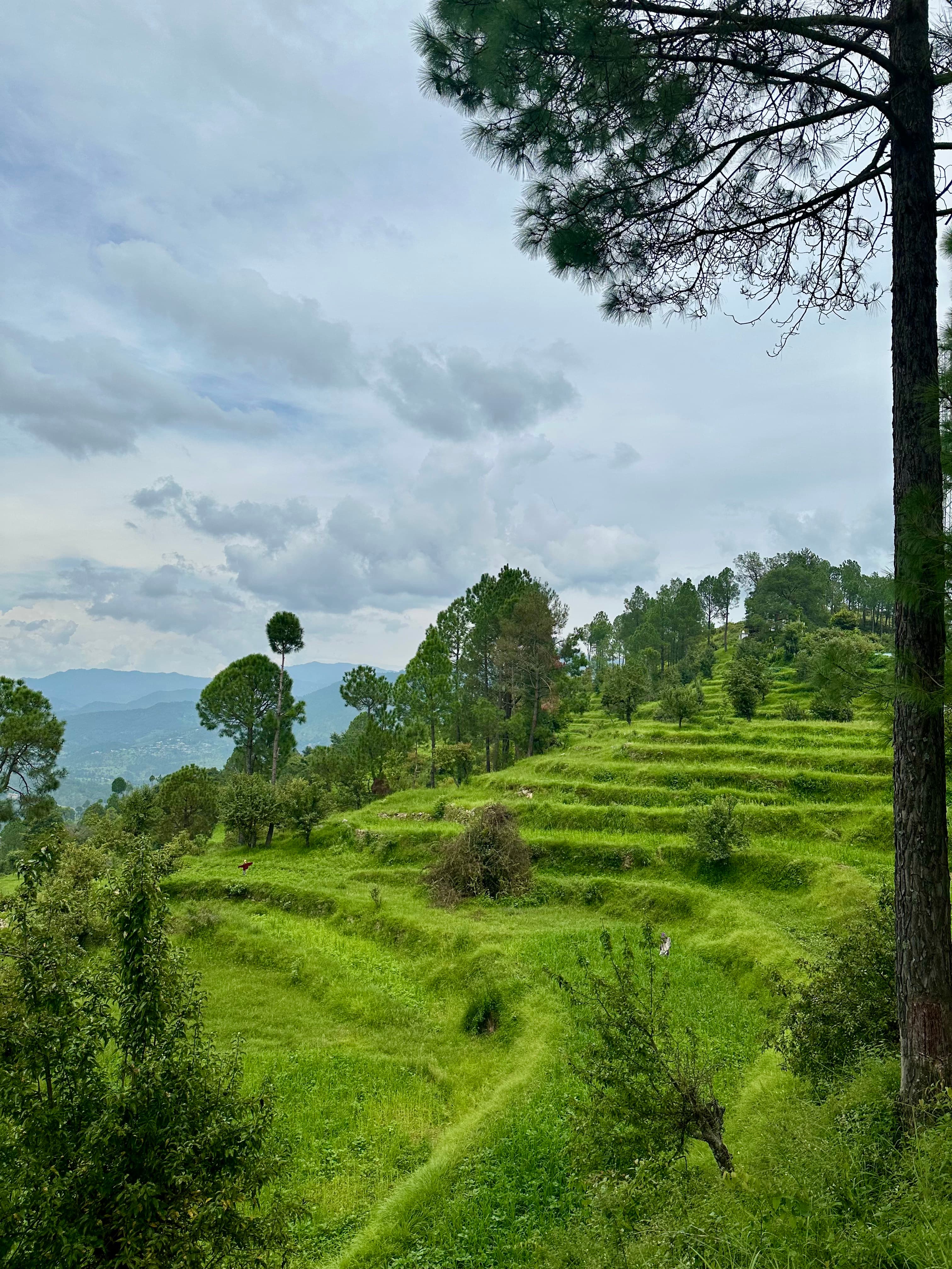 Green terraced fields and pine trees beneath a cloudy mountain sky