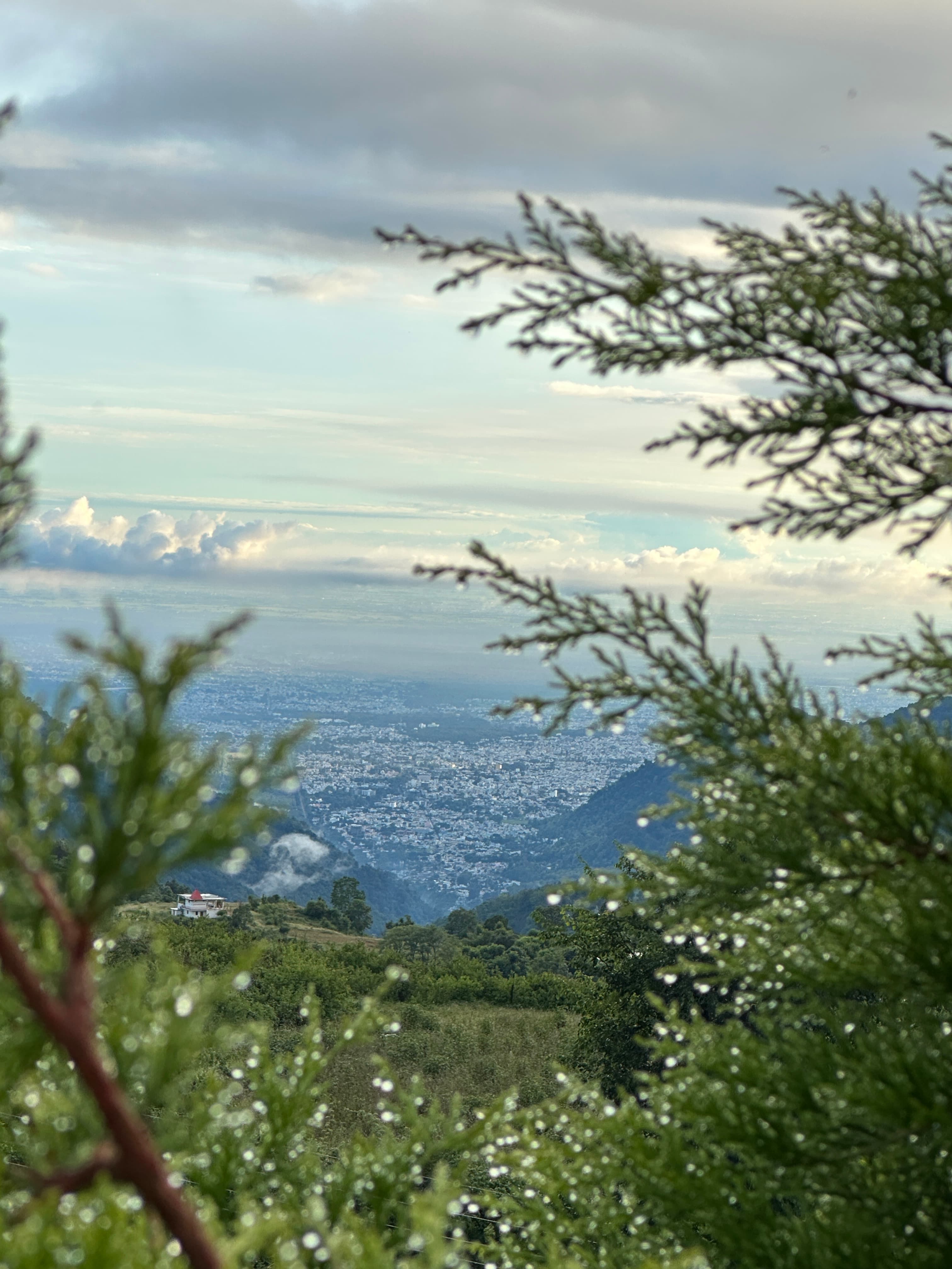 A valley and distant town seen through rain-covered branches