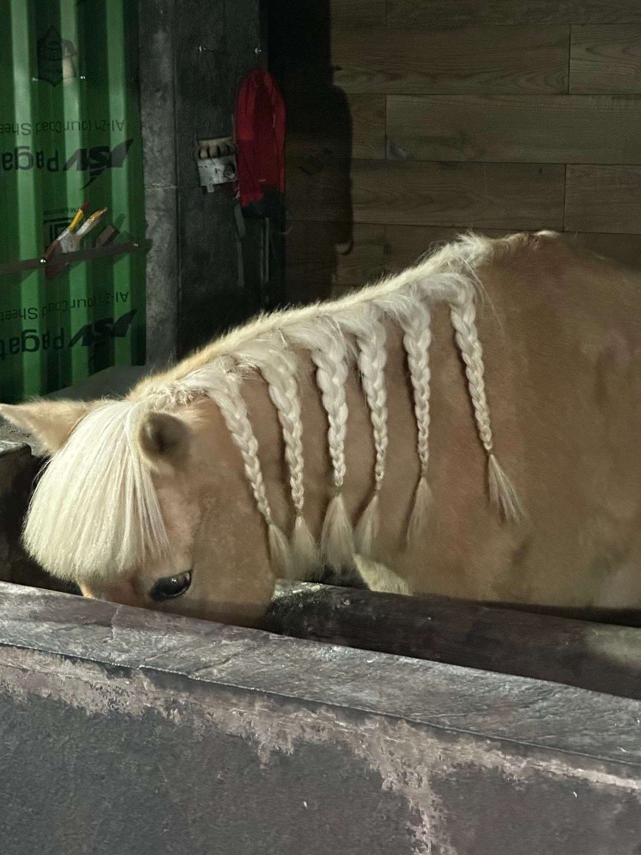 Horse in Darjeeling with a braided mane