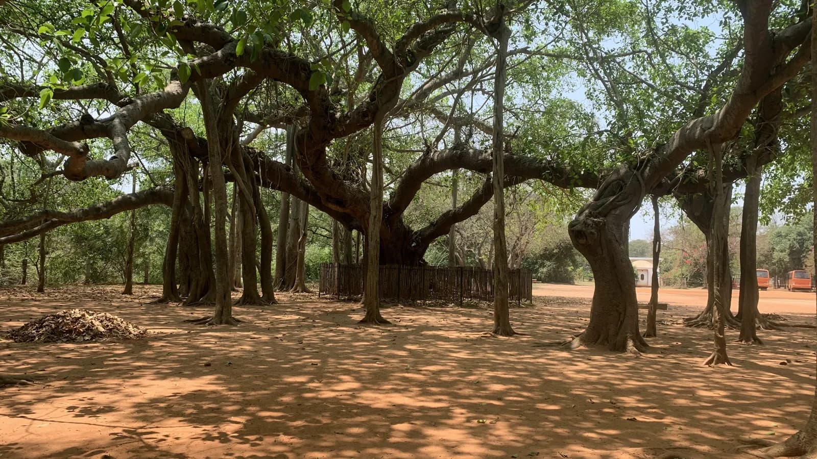 The old banyan tree near Matrimandir spreading across the red earth